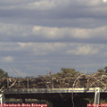 15_35-mast.jpg