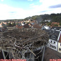 15_50-nest.jpg