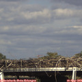 16_20-mast.jpg