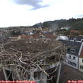 16_50-nest.jpg