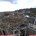 17_00-nest.jpg