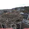 17_50-nest.jpg
