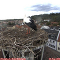 18_15-nest.jpg