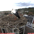 18_20-nest.jpg