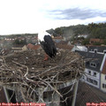 18_25-nest.jpg