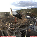 18_40-nest.jpg