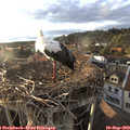 18_50-nest.jpg