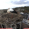 18_55-nest.jpg