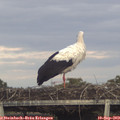 19_05-mast.jpg