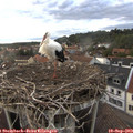 19_05-nest.jpg