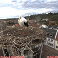 19_10-nest.jpg