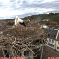 19_15-nest.jpg