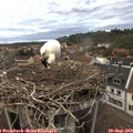 19_20-nest.jpg
