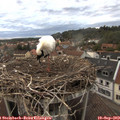 19_25-nest.jpg