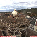 19_30-nest.jpg