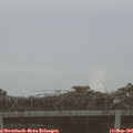 07_10-mast.jpg