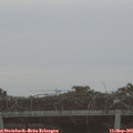 07_20-mast.jpg