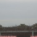 07_25-mast.jpg