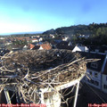 07_50-nest.jpg