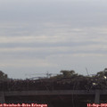 10_10-mast.jpg