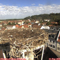 10_10-nest.jpg