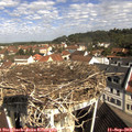 10_20-nest.jpg