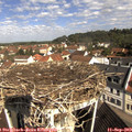 10_25-nest.jpg