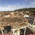 10_45-nest.jpg