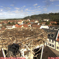 10_50-nest.jpg