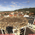 11_00-nest.jpg