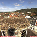 11_10-nest.jpg