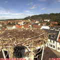 11_15-nest.jpg