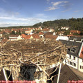 11_20-nest.jpg