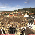 11_25-nest.jpg