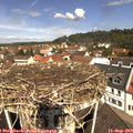 11_30-nest.jpg