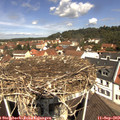 11_35-nest.jpg
