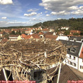 11_50-nest.jpg