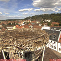 11_55-nest.jpg