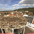 12_00-nest.jpg