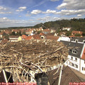 12_10-nest.jpg