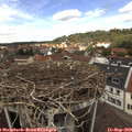 12_20-nest.jpg
