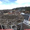 12_40-nest.jpg