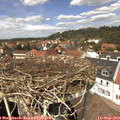 13_20-nest.jpg