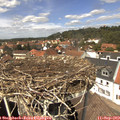 13_30-nest.jpg
