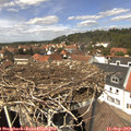 13_35-nest.jpg