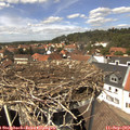 13_45-nest.jpg