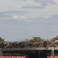 13_50-mast.jpg