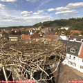 13_50-nest.jpg
