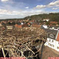 14_10-nest.jpg