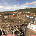 14_15-nest.jpg